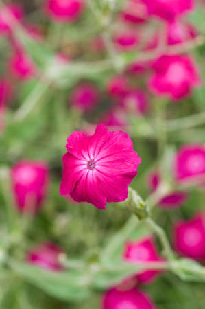 Rose campion-の写真素材