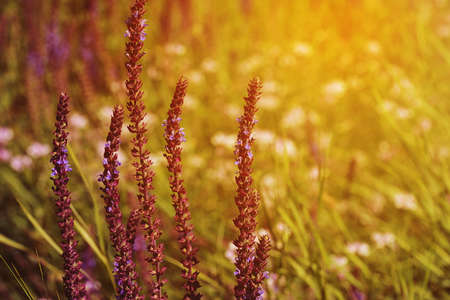 Fresh purple flowers of salvia on field in the eveningの写真素材