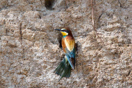 European bee-eater or Merops apiaster seats on a twig