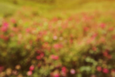 Blurred scene of spring meadow with flowersの写真素材