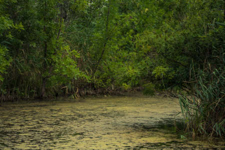 Summer landscape with little river in marshlandsの写真素材