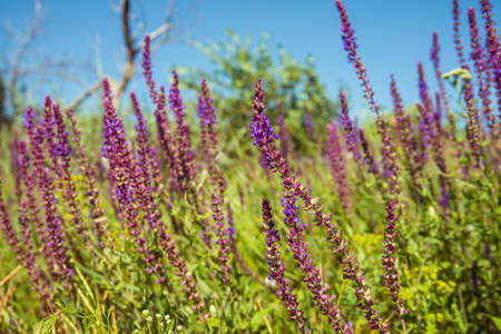 Violet salvias and other flowers on summer meadowの写真素材