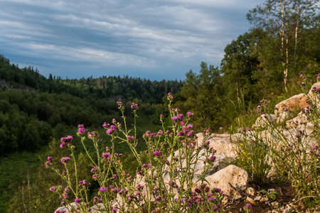 Scenic mountain landscape with thistle flowers blossoming on background of highlands and dramatic skyの写真素材