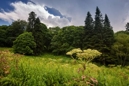 Evening landscape with mountain forest and cloudsの写真素材