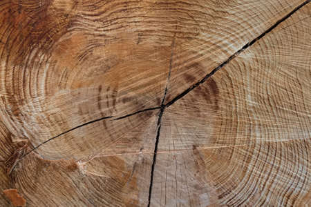 Close-up wood texture of cut tree trunk