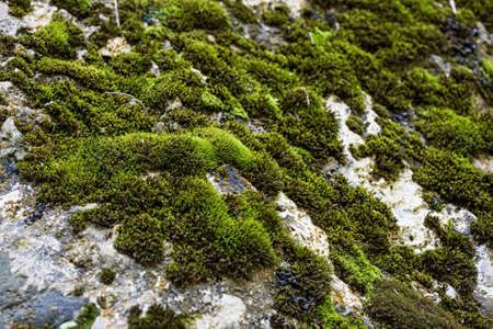 Moss on the stoneの写真素材