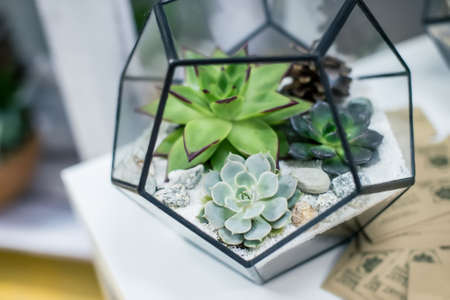 Miniature succulent plantsの写真素材