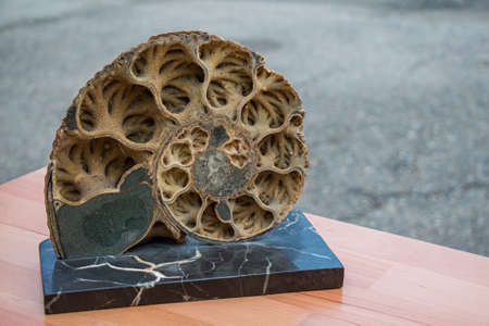 Close-up image of ammonite shell viewed in section