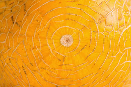 Close up of melon peelの写真素材