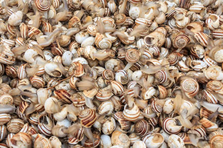 Lots of edible Burgundy snails at marketplace in Tunisiaの写真素材