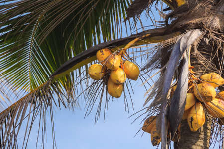 Coconut palm tree with ripe coconuts under blue skyの写真素材