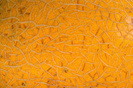 Close up of melon peelの写真素材