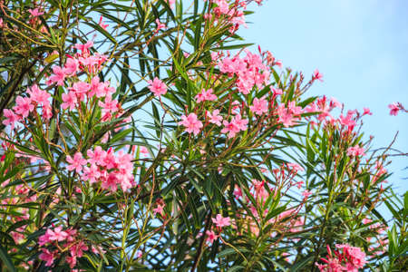 Pink oleander or Neriumの写真素材