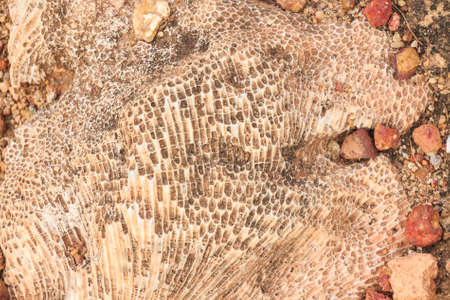 Paleontological excavation site with prehistoric animals and dinosaur fossilsの写真素材