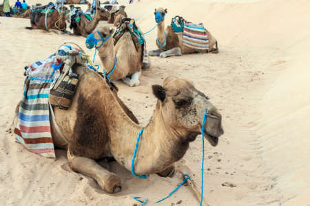 Camel saddled for rideの写真素材