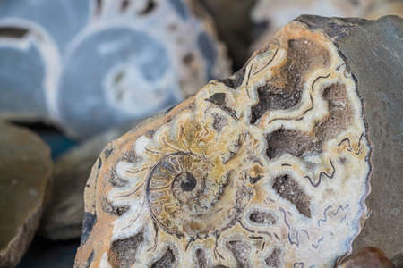 Ammonite shell viewed in sectionの写真素材