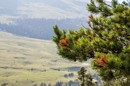 Branches of pine-treeの写真素材