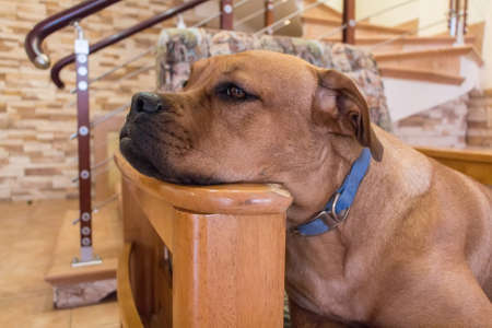 Young bullmastiff dogの写真素材