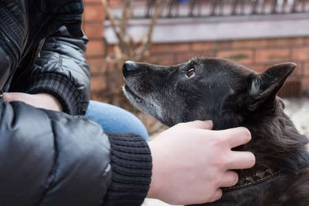 Dog and its ownerの写真素材