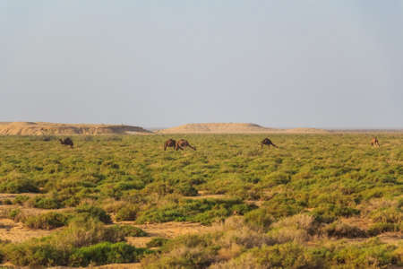 Dromedaries in desertの写真素材
