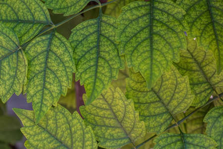 Vivid green leaves