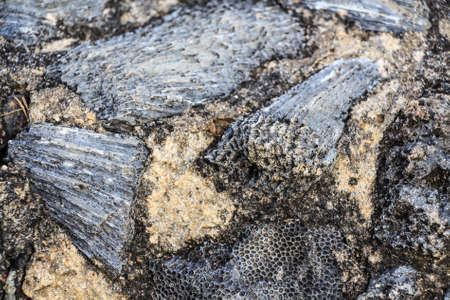 Excavating dinosaur fossilsの写真素材