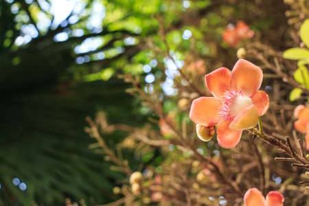 Blooming Couroupita guianensis or cannonball treeの写真素材