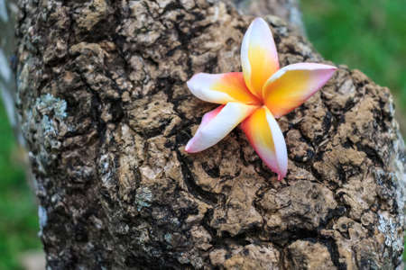 Plumeria white flowerの写真素材