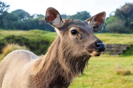 Sambar deer in wildの写真素材