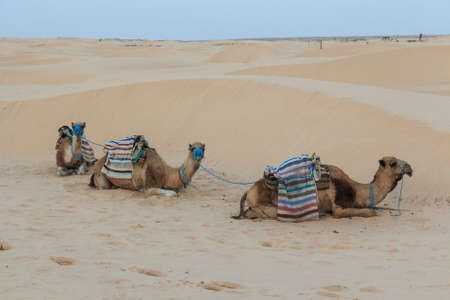 Camel saddled for rideの写真素材