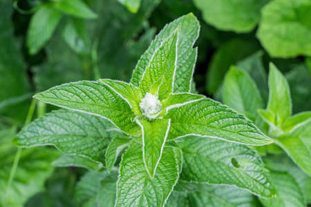 Mint leaves backgroundの写真素材