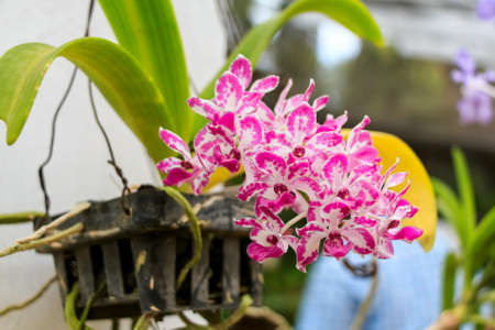 Beautiful pink and white orchidの写真素材