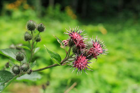Flower buds on wooly burdockの写真素材