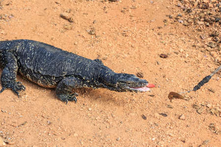 Water monitor lizard
