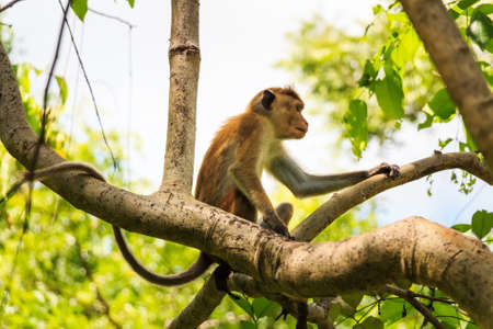 Photograph of Sri-Lankan toque macaque or Macaca sinica