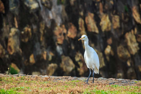 Eastern Great Egret