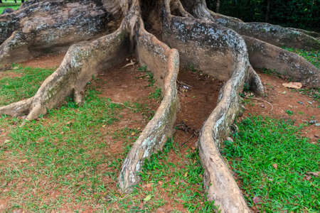 Big roots above the surfaceの写真素材