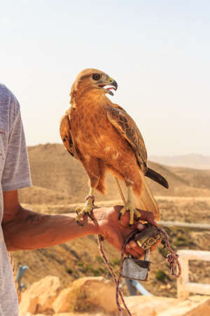 Portrait of bird of prey named long-legged buzzardの写真素材