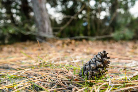 Pine cone on ground in winterの写真素材