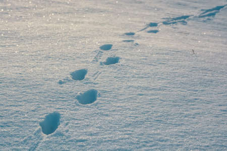 Footprints in fresh snowの写真素材