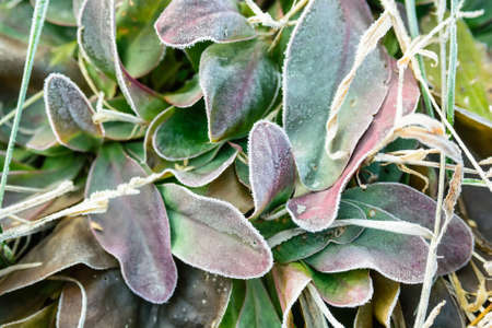 Close-up of hoar frost on linden tree branchesの写真素材