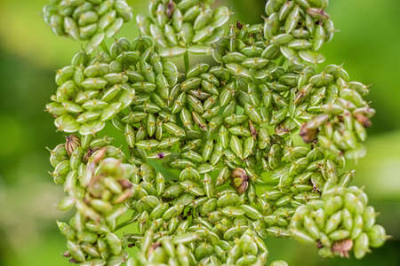 Inflorescences of hogweedの写真素材