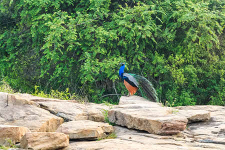 Peacock or Pavo cristatusの写真素材