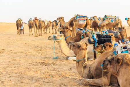 Camel saddled for rideの写真素材