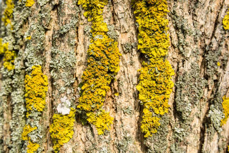 Old bark macro