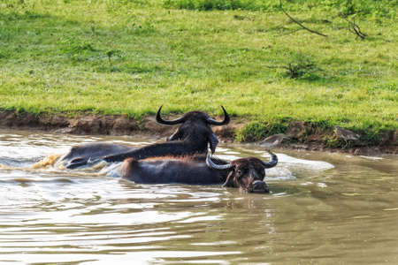 Asian water buffalo or Bubbalus bubbalisの写真素材