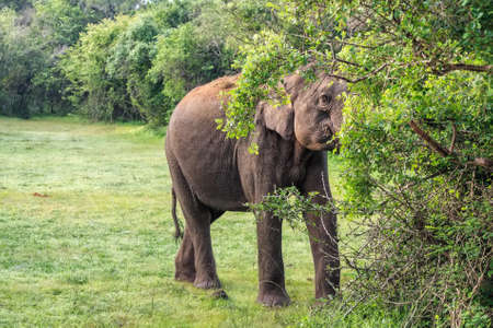 Elephant in tropical forestの写真素材