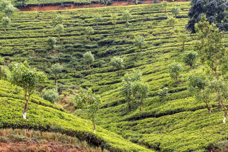 Tea plantation landscape in Sri Lanka