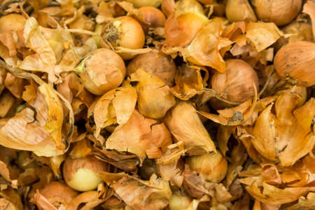 Yellow onions crop