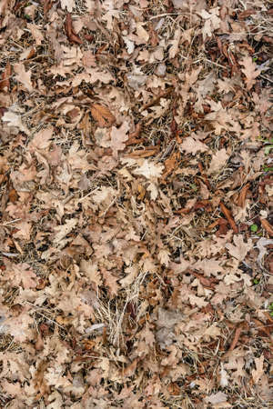 Dry autumn leaves backgroundの写真素材